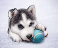 upload/fileimages/laimetal/user_photo50518.jpg